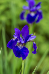 Siberian Iris