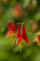 Columbine