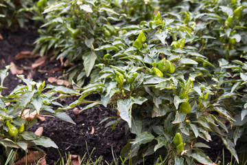 pepper in the garden