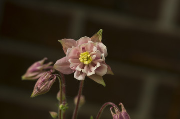 Columbine