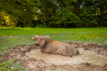 Buffalo muddy in mud pond It is a Buffalo way of life.