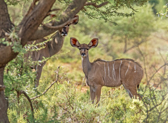 Juvenile Female Kudu