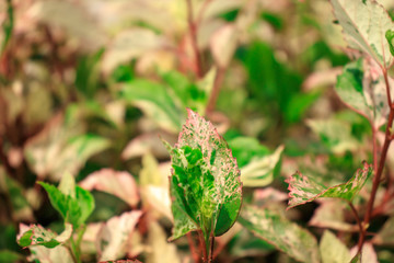 leaf