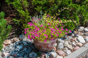 Aubretia flowers in the garden