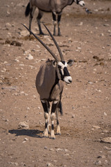 Oryx around waterhole in Etosha Park, Namibia