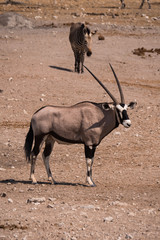 Oryx around waterhole in Etosha Park, Namibia