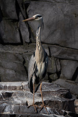 great blue heron