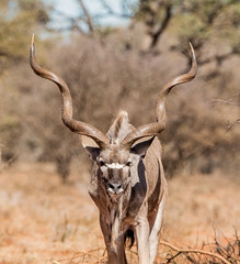 Kudu Bull