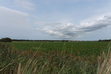 Field with sky