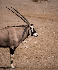 Oryx around waterhole in Etosha Park, Namibia