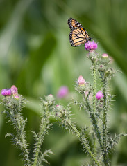 Monarch butterfly on thistle