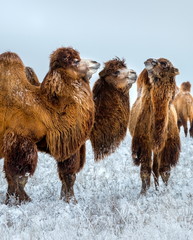 Portrait of a camel. Camels in the winter Stavropol steppe. Pets in the steppe. The firm is on the shore of Lake Manych-Gudilo, south of Russia.