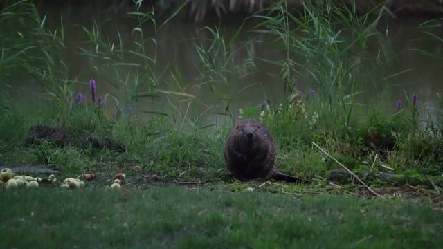 Beaver eating apple