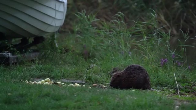 รูปภาพCastoridae เลือกดูภาพถ่ายสต็อก เวกเตอร์ และวิดีโอ598 Adobe Stock
