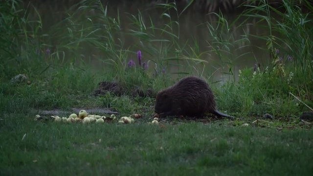 Beaver eating apple