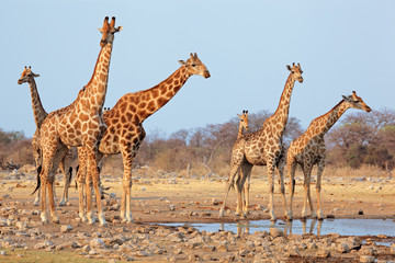 Naklejka premium Giraffe herd (Giraffa camelopardalis) at a waterhole, Etosha National Park, Namibia.