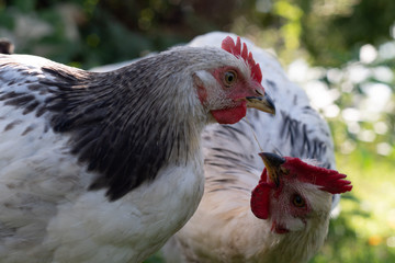 Chicken