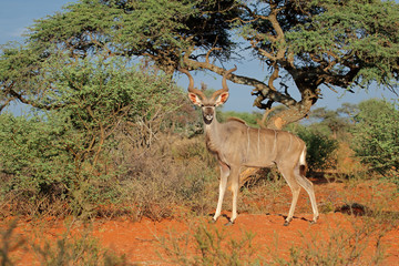 Male kudu antelope (Tragelaphus strepsiceros) in natural habitat, South Africa. © EcoView