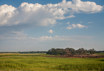 Fields and cattle