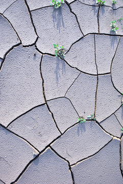 Polygonum Aviculare (common Knotgrass, Prostrate Knotweed, Birdweed, Pigweed, Lowgrass) Green Leaves Growing Through Cracks On Dry Ground With Rain Drops Texture, Top View