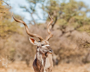 Kudu Bull