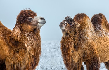 Portrait of a camel. Camels in the winter Stavropol steppe. Pets in the steppe. The firm is on the shore of Lake Manych-Gudilo, south of Russia.