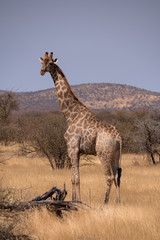 Giraffe in Etosha National Park, Namibia