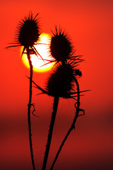 Cutleaf teasel with sun at sunset