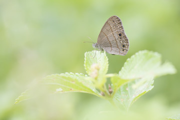 Mariposas