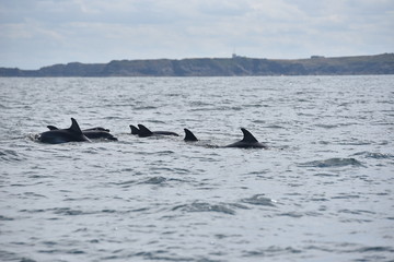 Fototapeta premium Dauphins