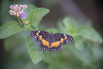 Mariposa Parche Janais sobre hoja