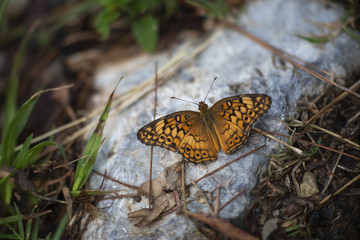 Mariposa posada en hoja, flor piedra alarga claudia euptoieta