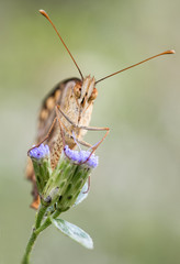 Mariposas