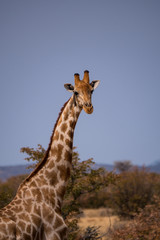 Giraffe in Etosha National Park, Namibia