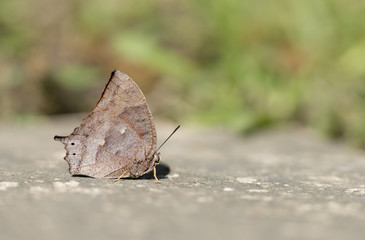 Mariposa posada en hoja, flor piedra