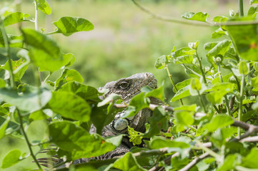 Iguana, Iguanidae / Iguana in green leaves roof, South America, Ecuador.