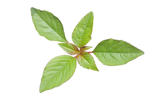 Edible Amaranth Spinach