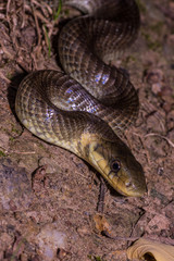 Fototapeta premium serpente