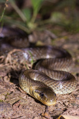 serpente