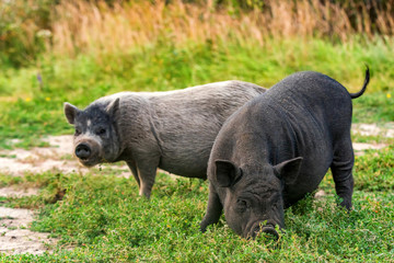 Two cute black funny active Vietnamese pig outdoor