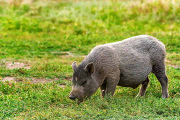 Cute black funny active Vietnamese pig outdoor