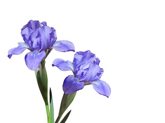Purple Iris Flowers