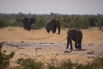 Elephants at waterhole in Etosha National Park, Namibia