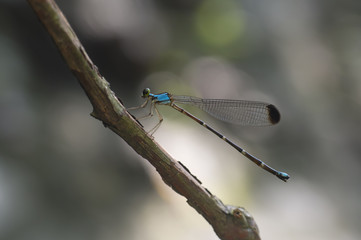Caballito del diablo azul cola larga