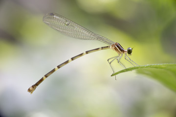 Caballete o caballito del diablo transparente
