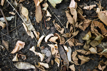 Dry leaves on the ground