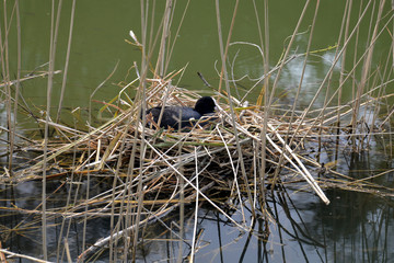 breeding bald coot in its nest (fulica atra)