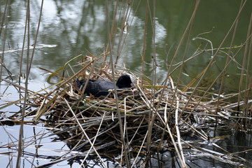 breeding bald coot in its nest (fulica atra)