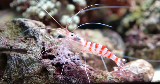 Hinge beak shrimp