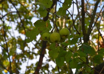 Äpfel hängen am Apfelbaum im September